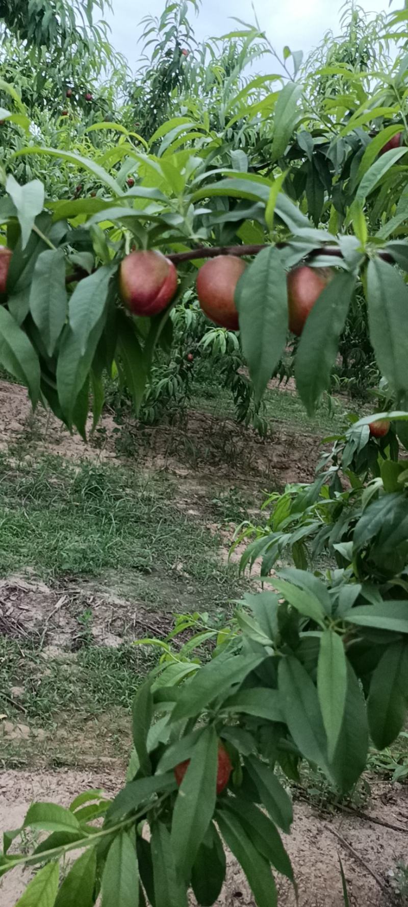 黄肉油桃