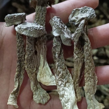 鹿茸菇工厂直销，各种等级齐全，价格优惠。如意情