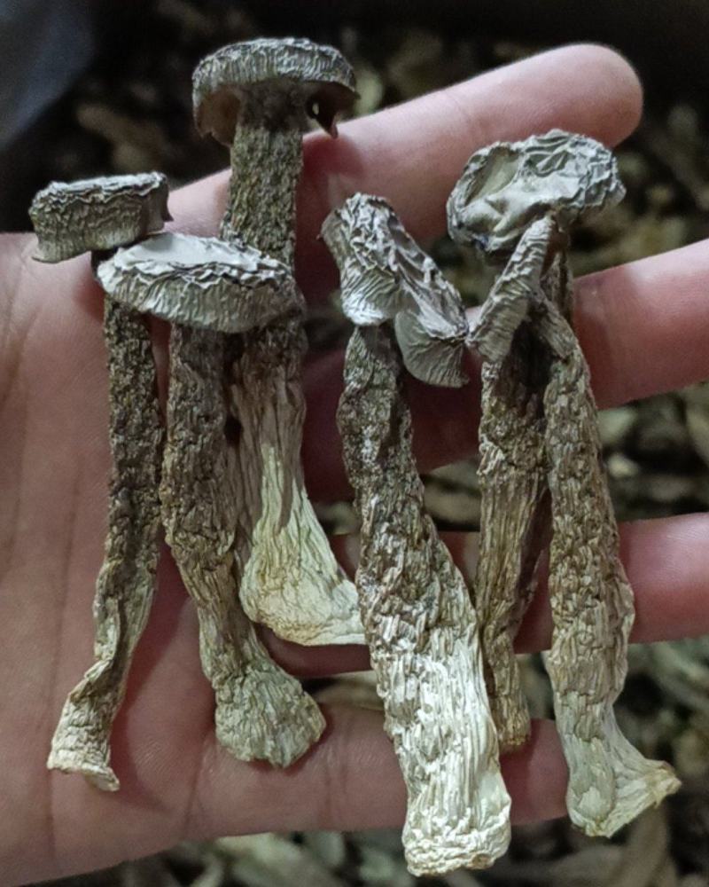 鹿茸菇工厂直销，各种等级齐全，价格优惠。如意情