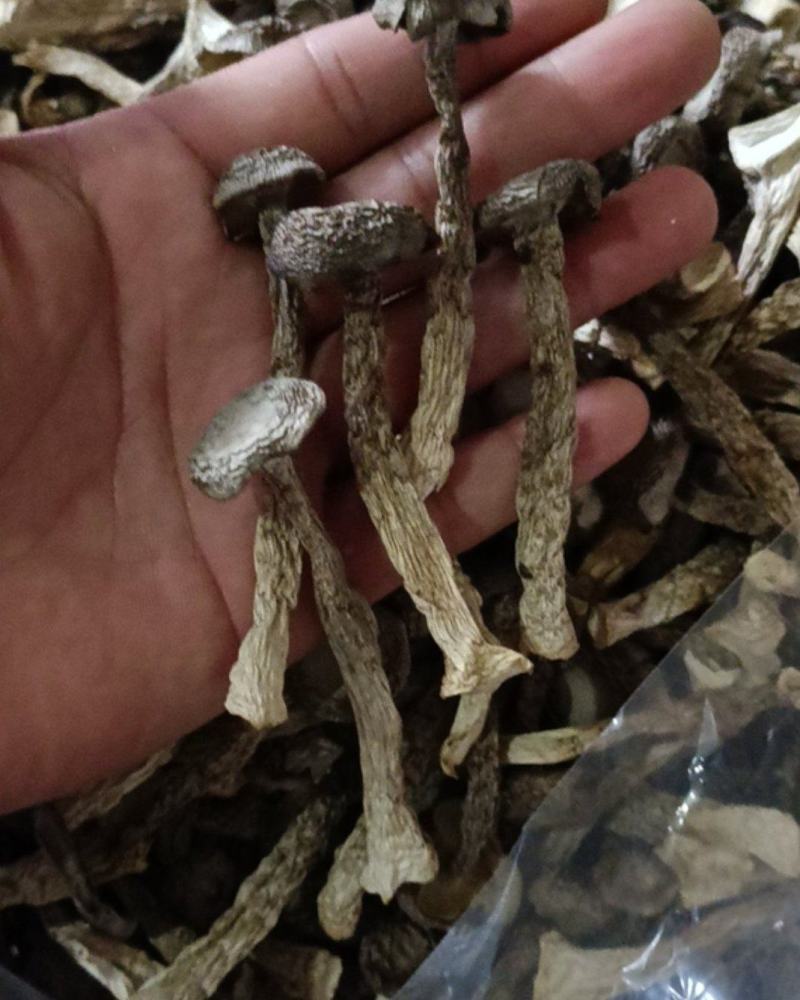 鹿茸菇工厂直销，各种等级齐全，价格优惠。如意情