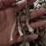 鹿茸菇工厂直销，各种等级齐全，价格优惠。如意情