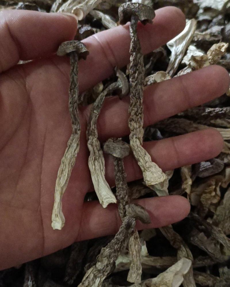 鹿茸菇工厂直销，各种等级齐全，价格优惠。如意情
