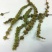 荆芥中药材店铺包邮荆介香荆芥茶中草药大全有荆芥穗品种