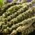 荆芥中药材店铺包邮荆介香荆芥茶中草药大全有荆芥穗品种