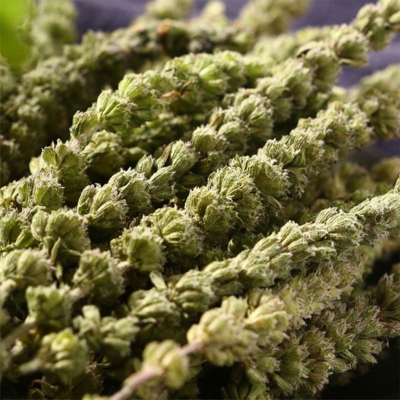 荆芥中药材店铺包邮荆介香荆芥茶中草药大全有荆芥穗品种