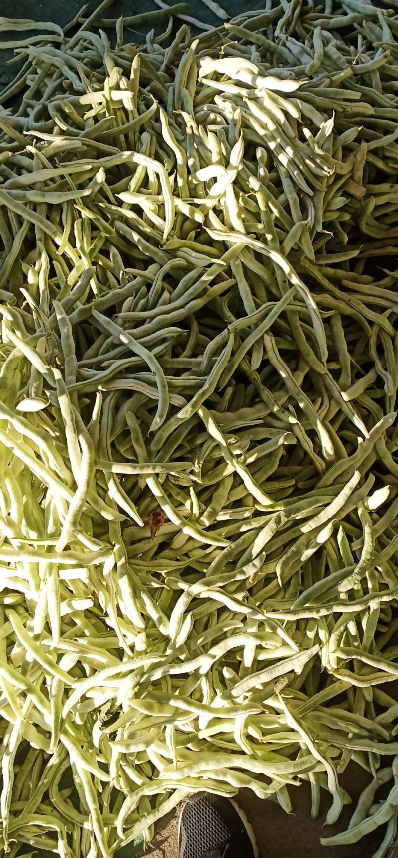 油豆角、一点红油豆，大棚新秧刚下来的，条好质量好