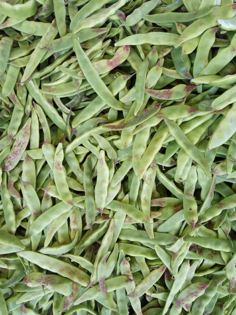 油豆角、一点红油豆，大棚新秧刚下来的，条好质量好