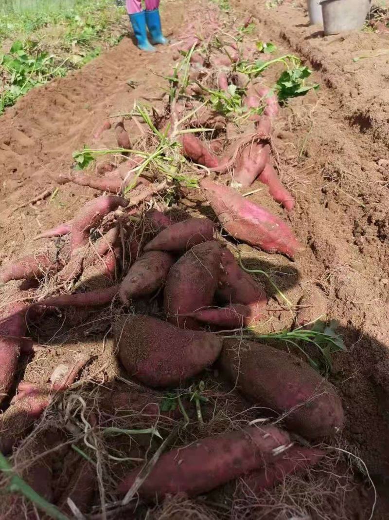 大量出售红薯西瓜红济26联系13413632193