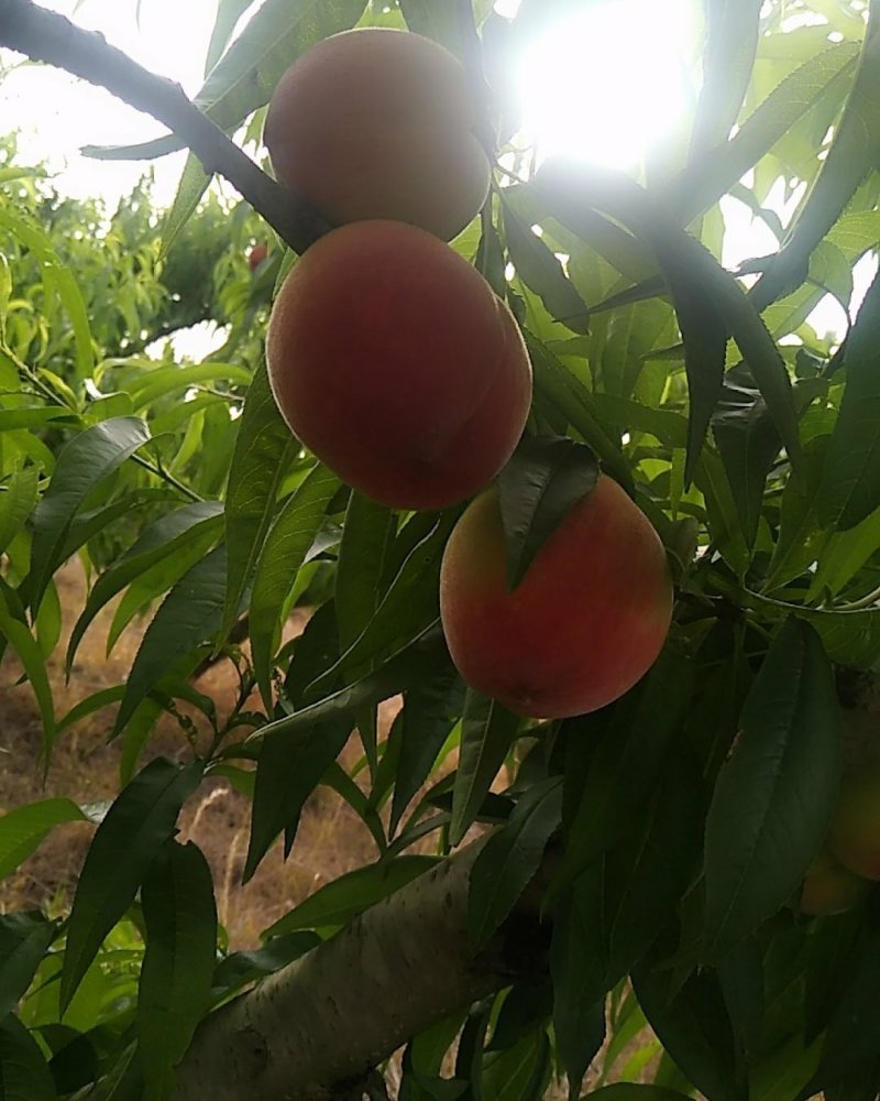 湖北甜油桃，毛桃大量上市