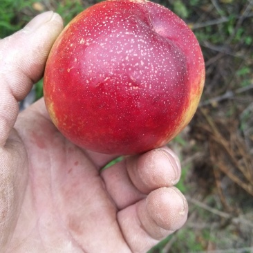 湖北甜油桃，毛桃大量上市