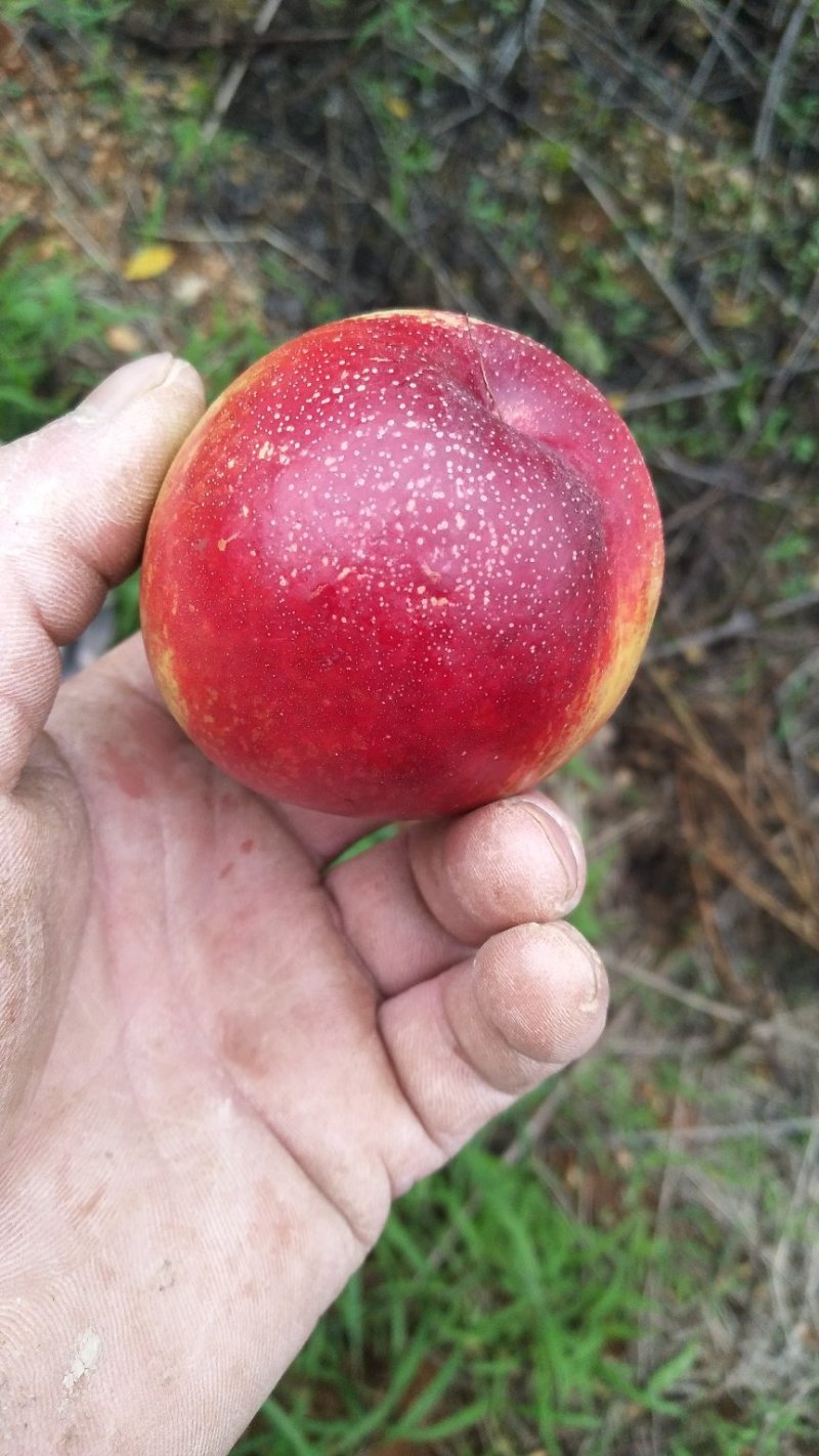 湖北甜油桃，毛桃大量上市