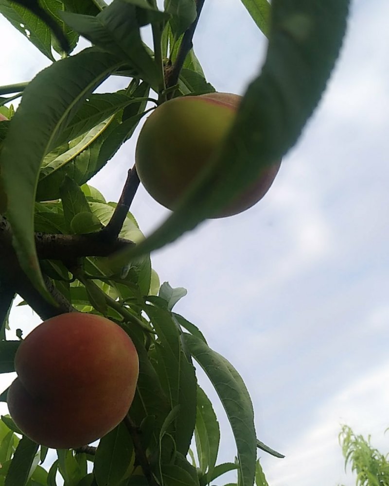 湖北甜油桃，毛桃大量上市