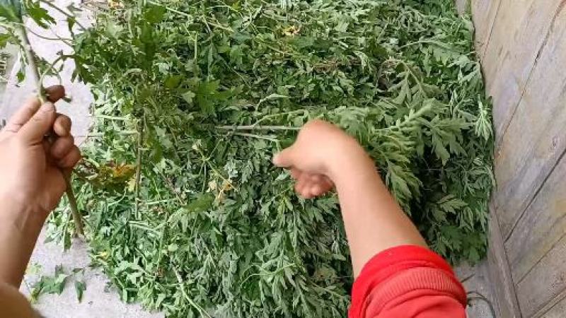 艾叶，贵州山地艾叶，纯野生，天然生长，自然晒干