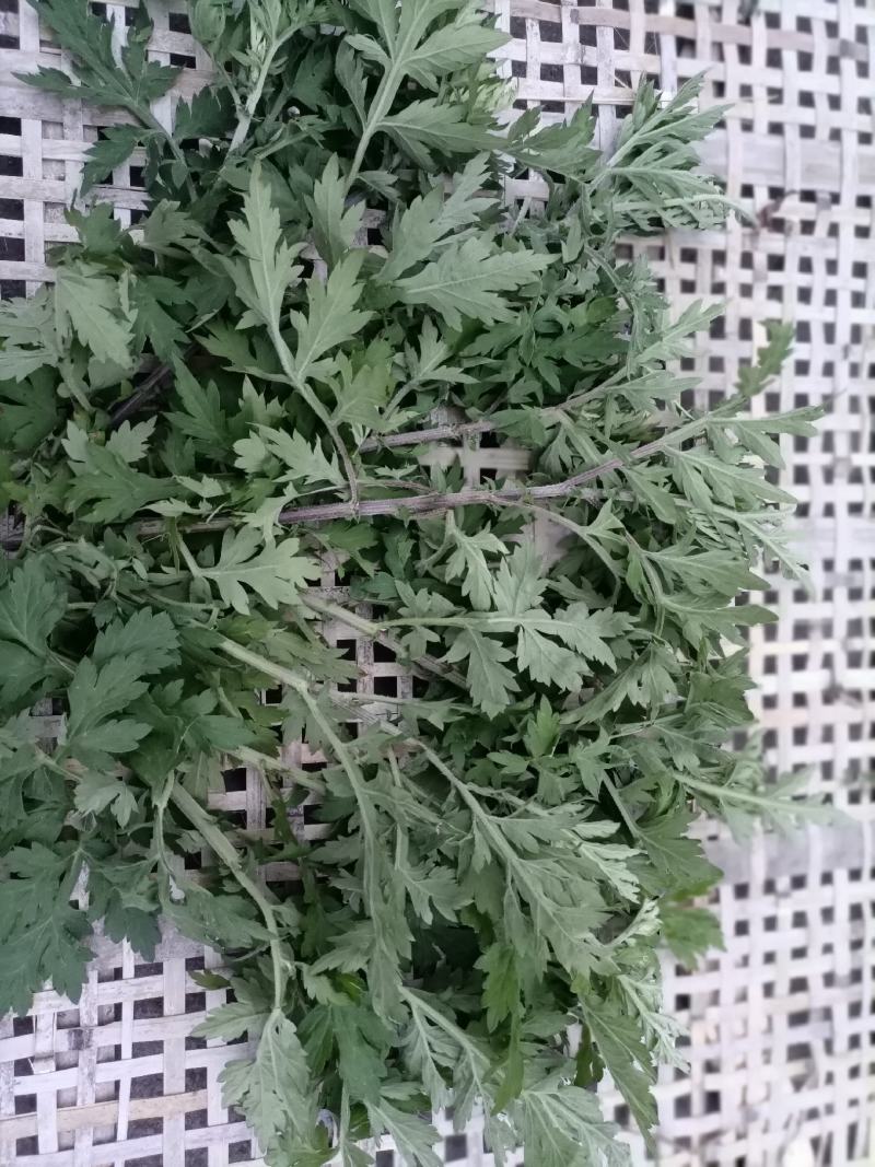 艾叶，贵州山地艾叶，纯野生，天然生长，自然晒干