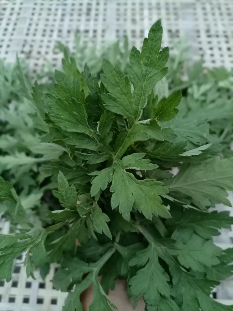 艾叶，贵州山地艾叶，纯野生，天然生长，自然晒干