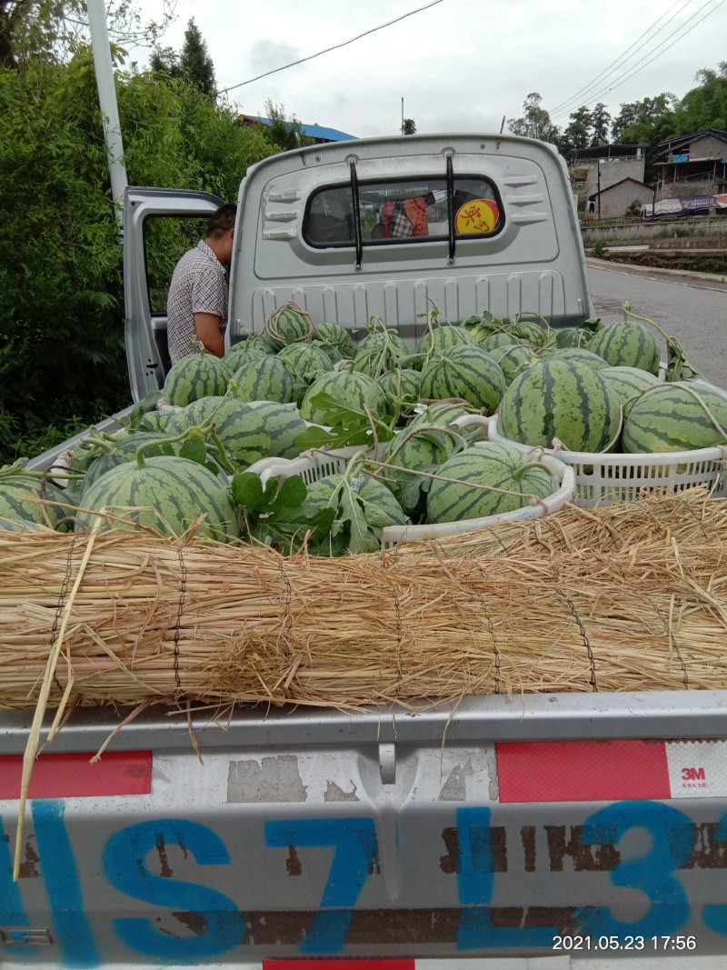 玉脆西瓜包甜包红