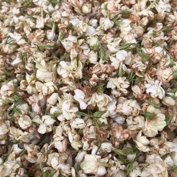 茉莉花渣花干渣枕头填充物广西横县中华茉莉园基地