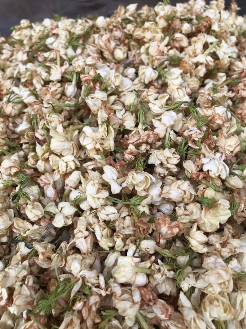 茉莉花渣花干渣枕头填充物广西横县中华茉莉园基地