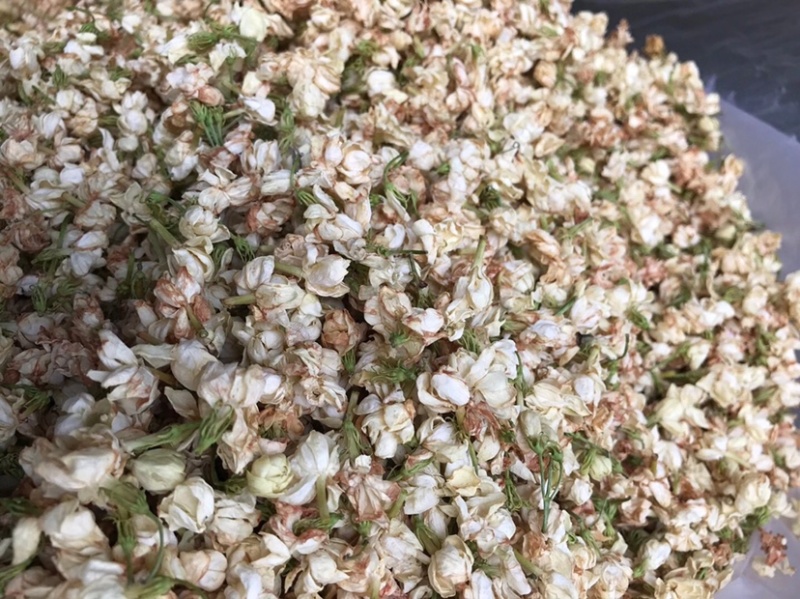 茉莉花渣花干渣枕头填充物广西横县中华茉莉园基地