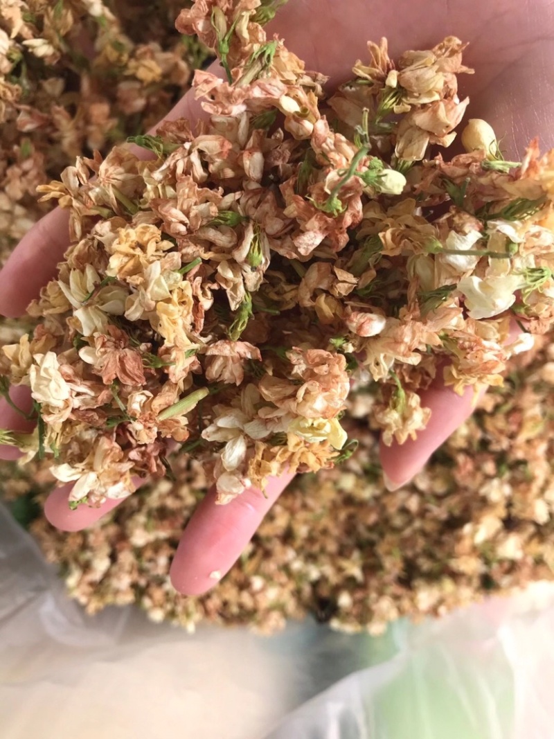 茉莉花渣花干渣枕头填充物广西横县中华茉莉园基地