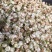 茉莉花渣花干渣枕头填充物广西横县中华茉莉园基地
