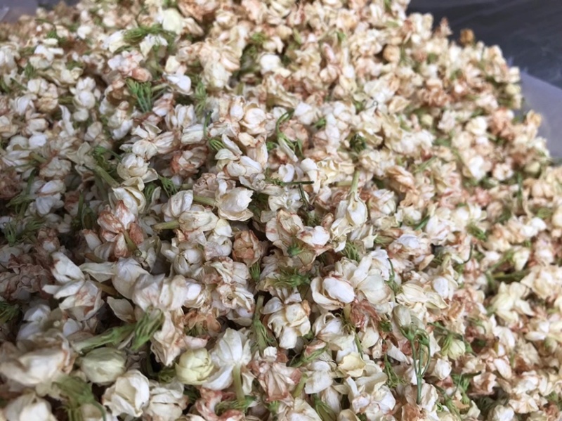 茉莉花渣花干渣枕头填充物广西横县中华茉莉园基地