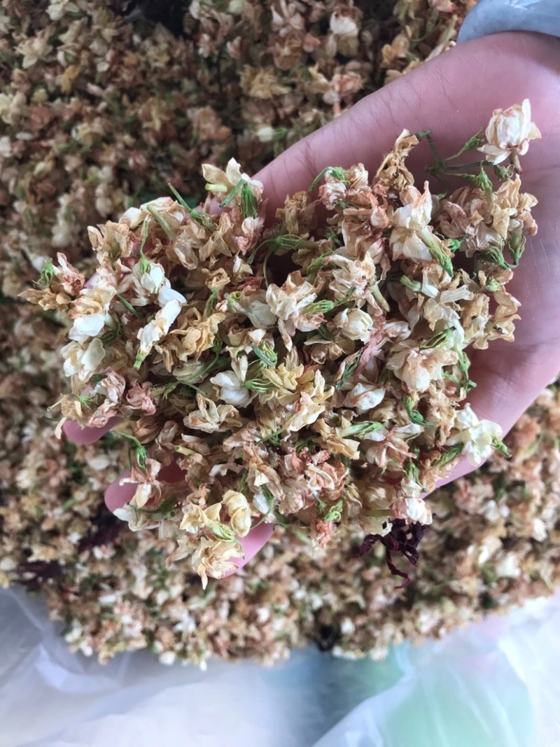茉莉花渣花干渣枕头填充物广西横县中华茉莉园基地