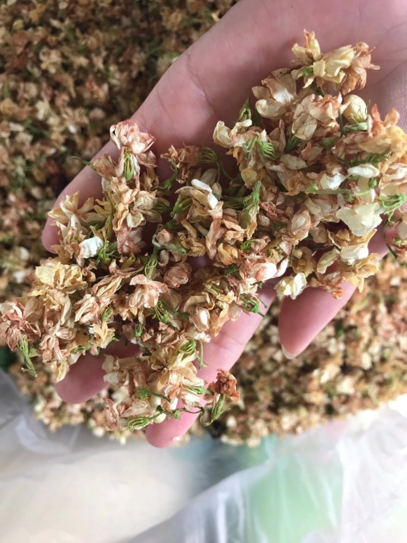 茉莉花渣花干渣枕头填充物广西横县中华茉莉园基地