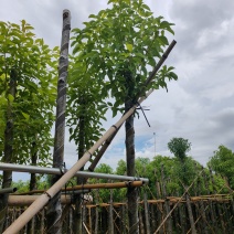 香樟5公分，苗基地多种规格大量低价出售