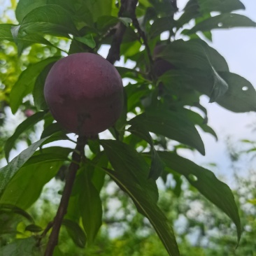 黑布林李