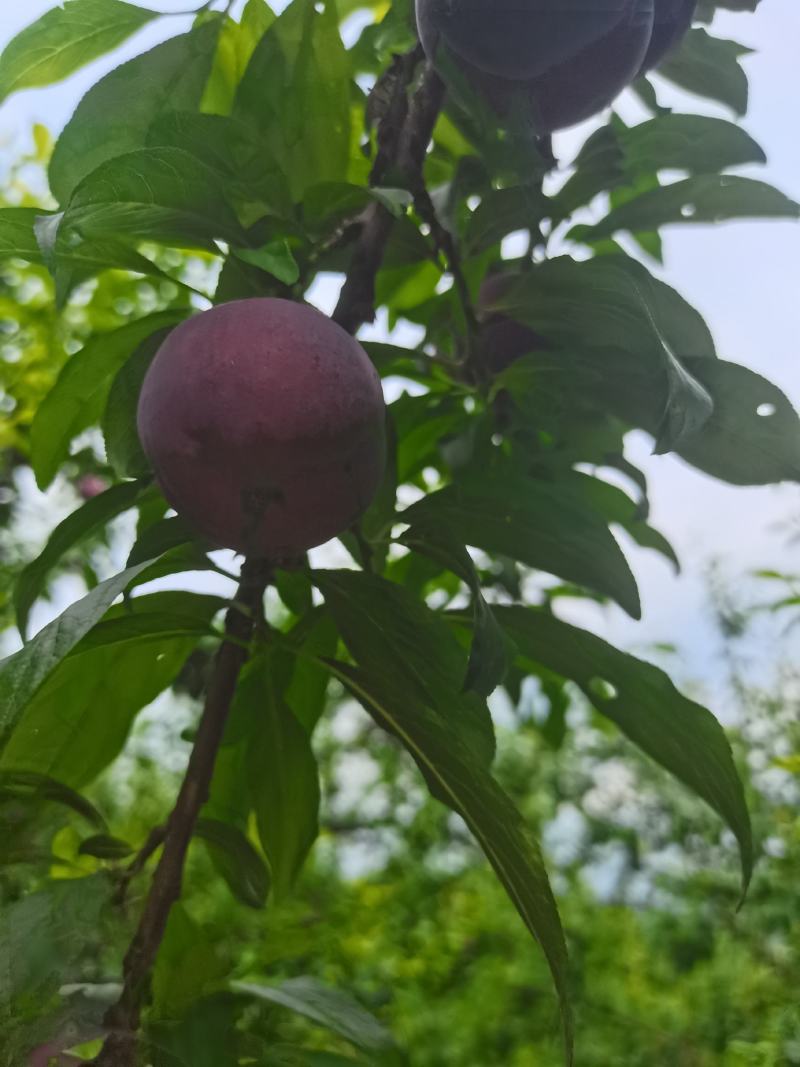 黑布林李