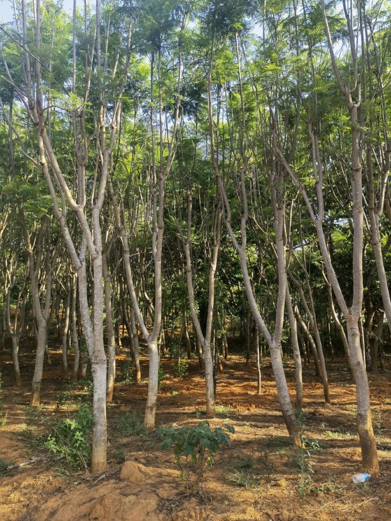 蓝花楹