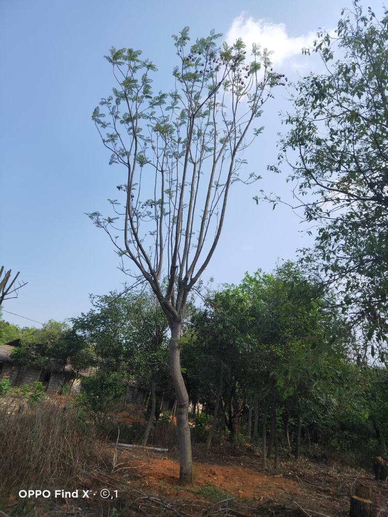 蓝花楹