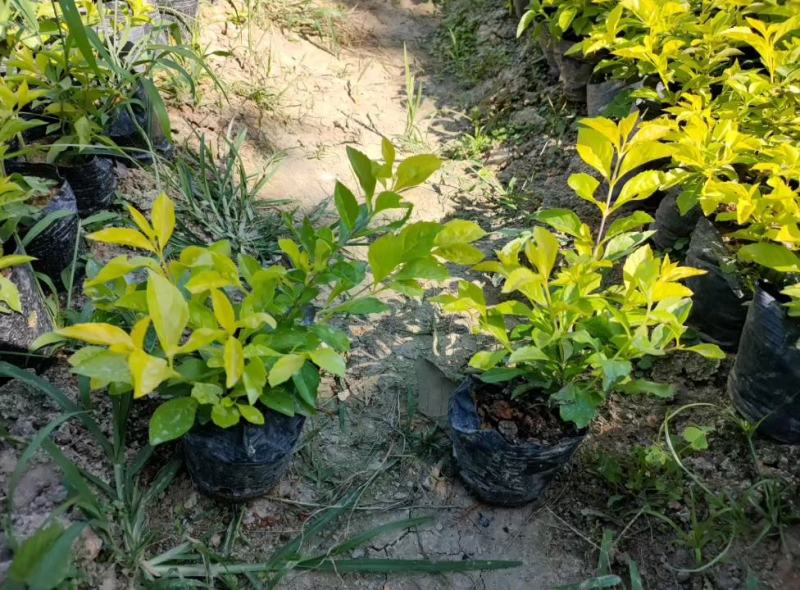 黄金叶大量种植小袋和中袋