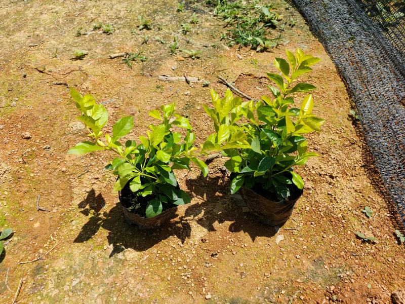 黄金叶大量种植小袋和中袋