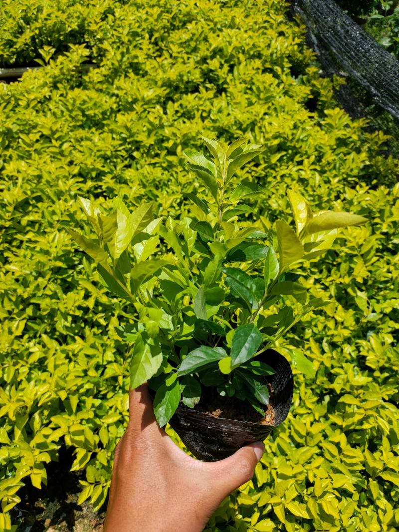 黄金叶大量种植小袋和中袋