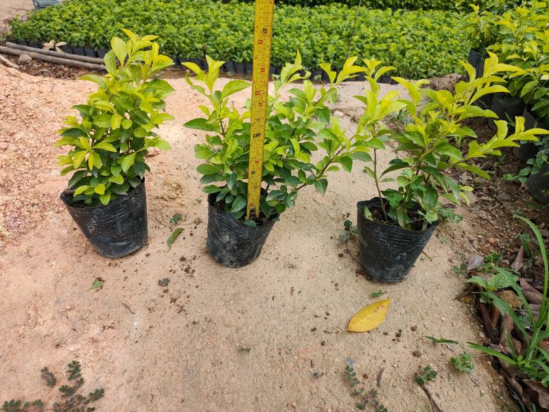 黄金叶大量种植小袋和中袋