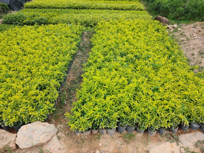 黄金叶大量种植小袋和中袋