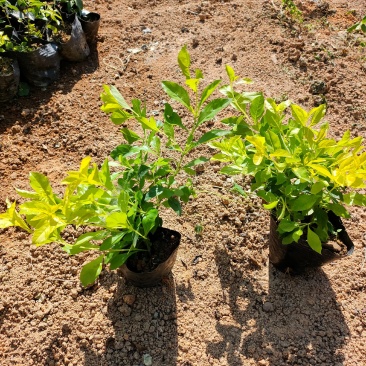 黄金叶大量种植小袋和中袋