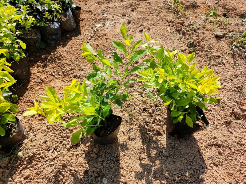 黄金叶大量种植小袋和中袋