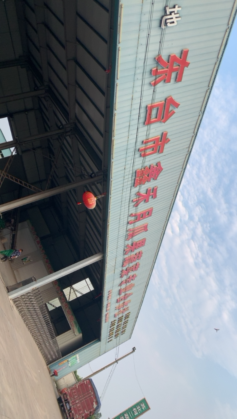 东台包菜大量上市，奥奇那，质量好，大量供应欢迎咨询
