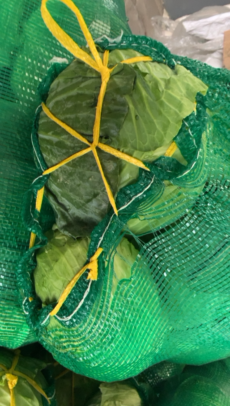 东台包菜大量上市，奥奇那，质量好，大量供应欢迎咨询