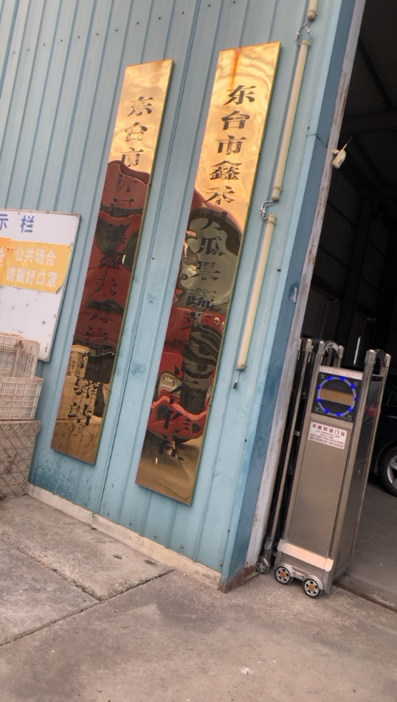 东台包菜大量上市，奥奇那，质量好，大量供应欢迎咨询