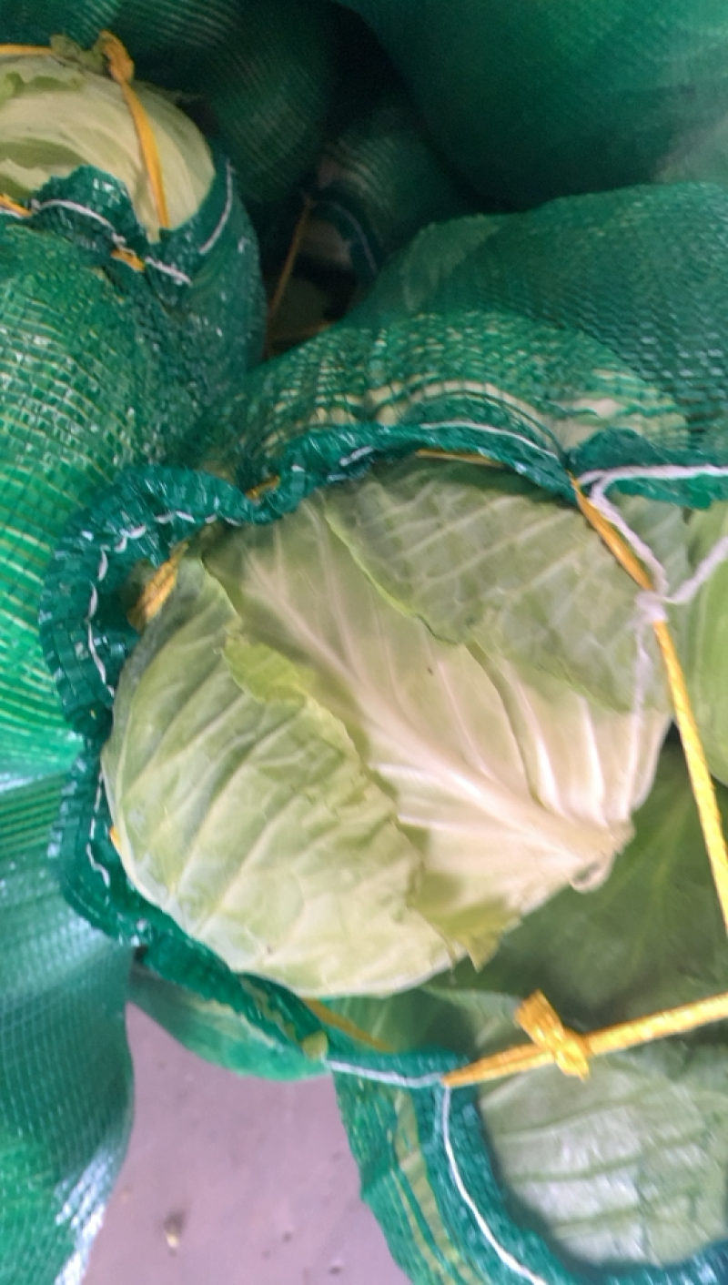 东台包菜大量上市，奥奇那，质量好，大量供应欢迎咨询