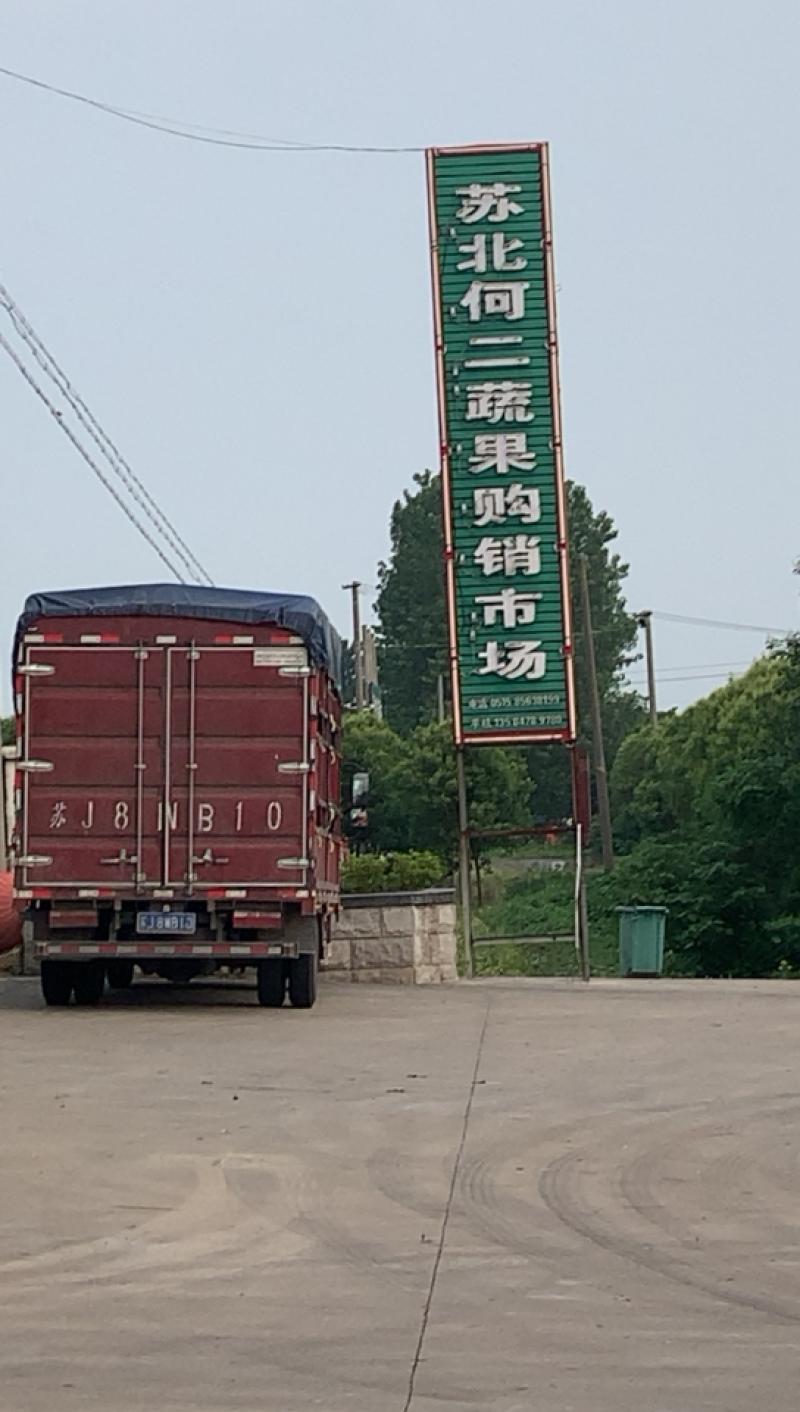 东台包菜大量上市，奥奇那，质量好，大量供应欢迎咨询