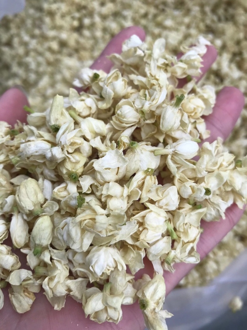 茉莉花苞茉莉花雪球花干茉莉花苞茶横县茉莉花干