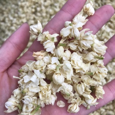 茉莉花苞茉莉花雪球花干茉莉花苞茶横县茉莉花干