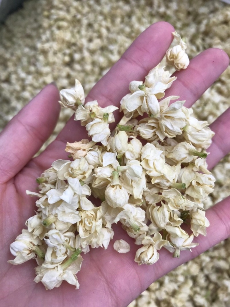 茉莉花苞茉莉花雪球花干茉莉花苞茶横县茉莉花干