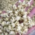 茉莉花苞茉莉花雪球花干茉莉花苞茶横县茉莉花干