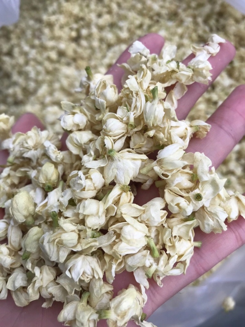 茉莉花苞茉莉花雪球花干茉莉花苞茶横县茉莉花干